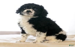 Cockapoo dogs for sale: Brady - Image 6