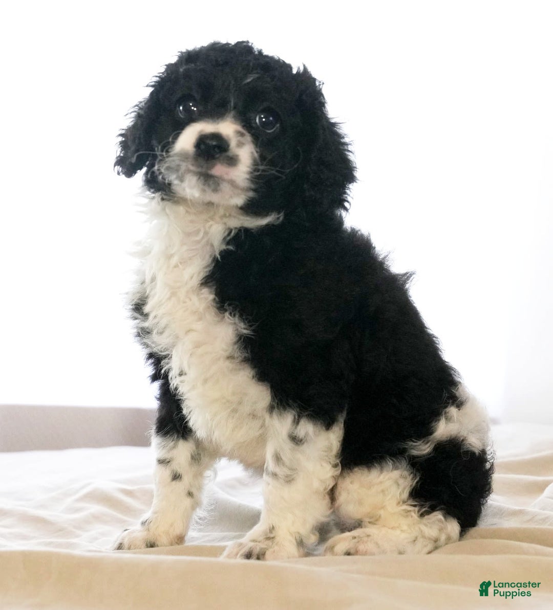 Cockapoo dogs for sale: Brady - Image 6