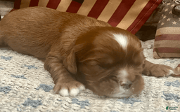 Cavalier King Charles Spaniel dogs for sale: George - Image 1