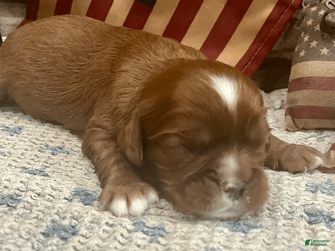 Cavalier King Charles Spaniel dogs for sale: George - Image 1