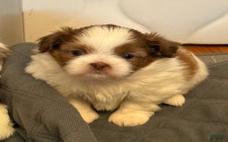 Shih Tzu dogs for sale: Lady Liberty - Image 4