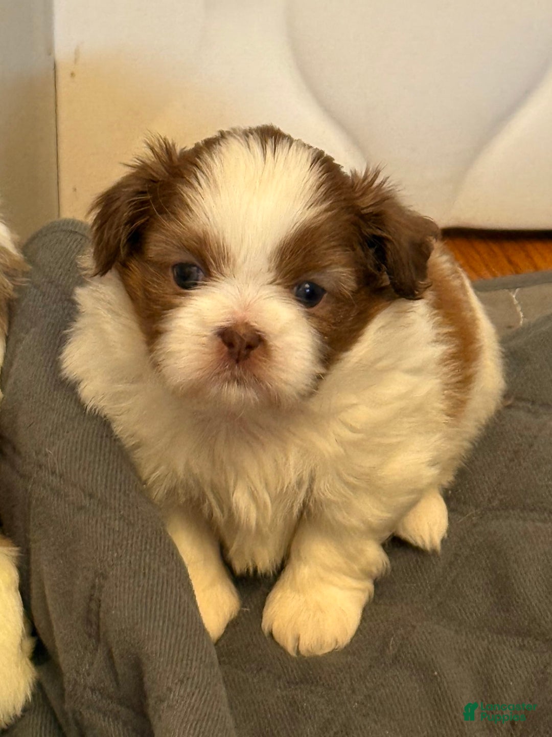 Shih Tzu dogs for sale: Lady Liberty - Image 4