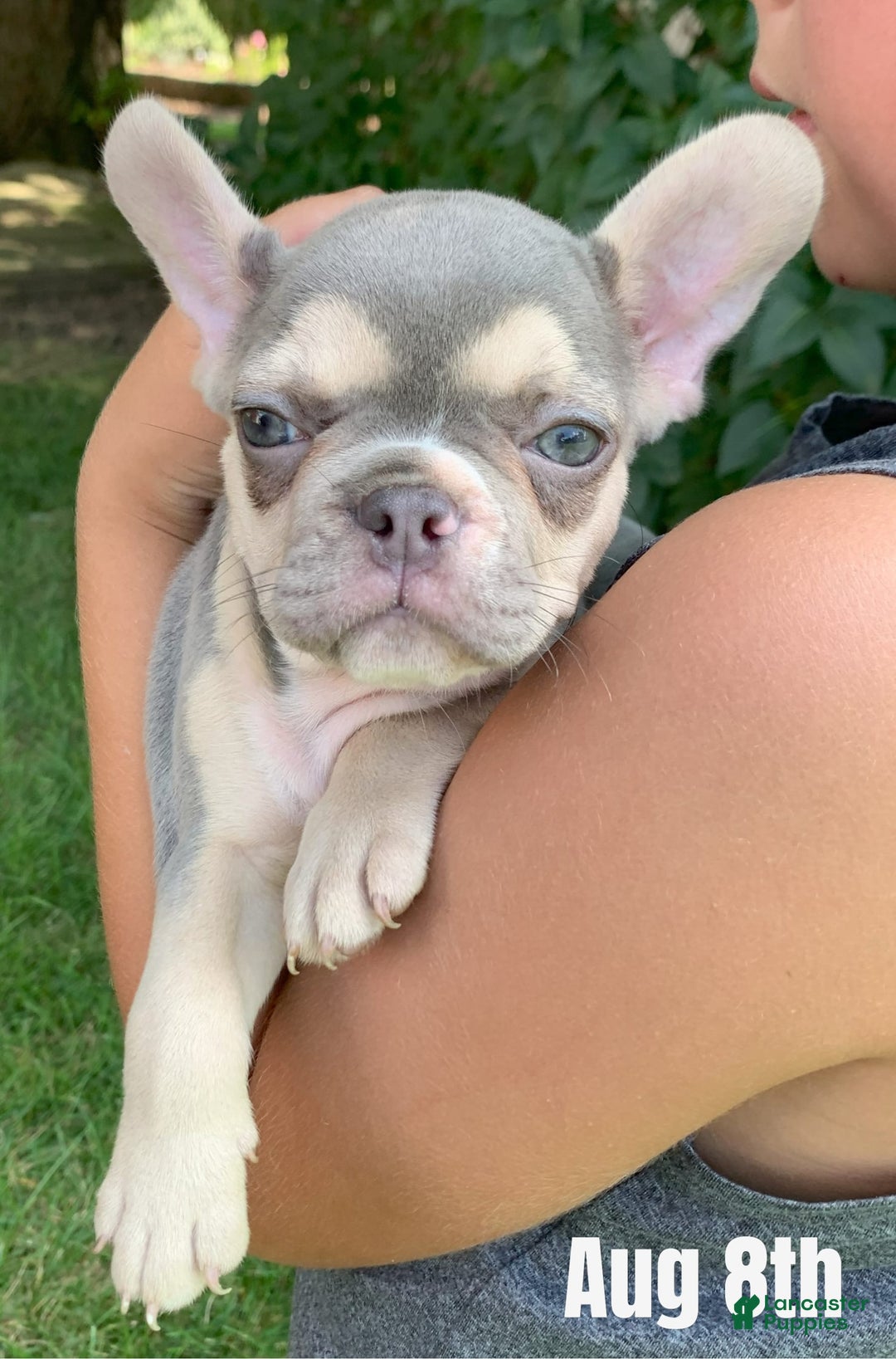 French Bulldog dogs for sale: Flower - Image 3