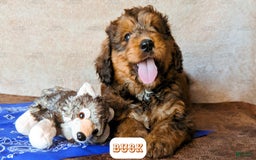 Bernedoodle dogs for sale: Buck - Image 3