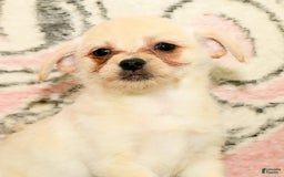 Chihuahua dogs for sale: Chip - Image 5
