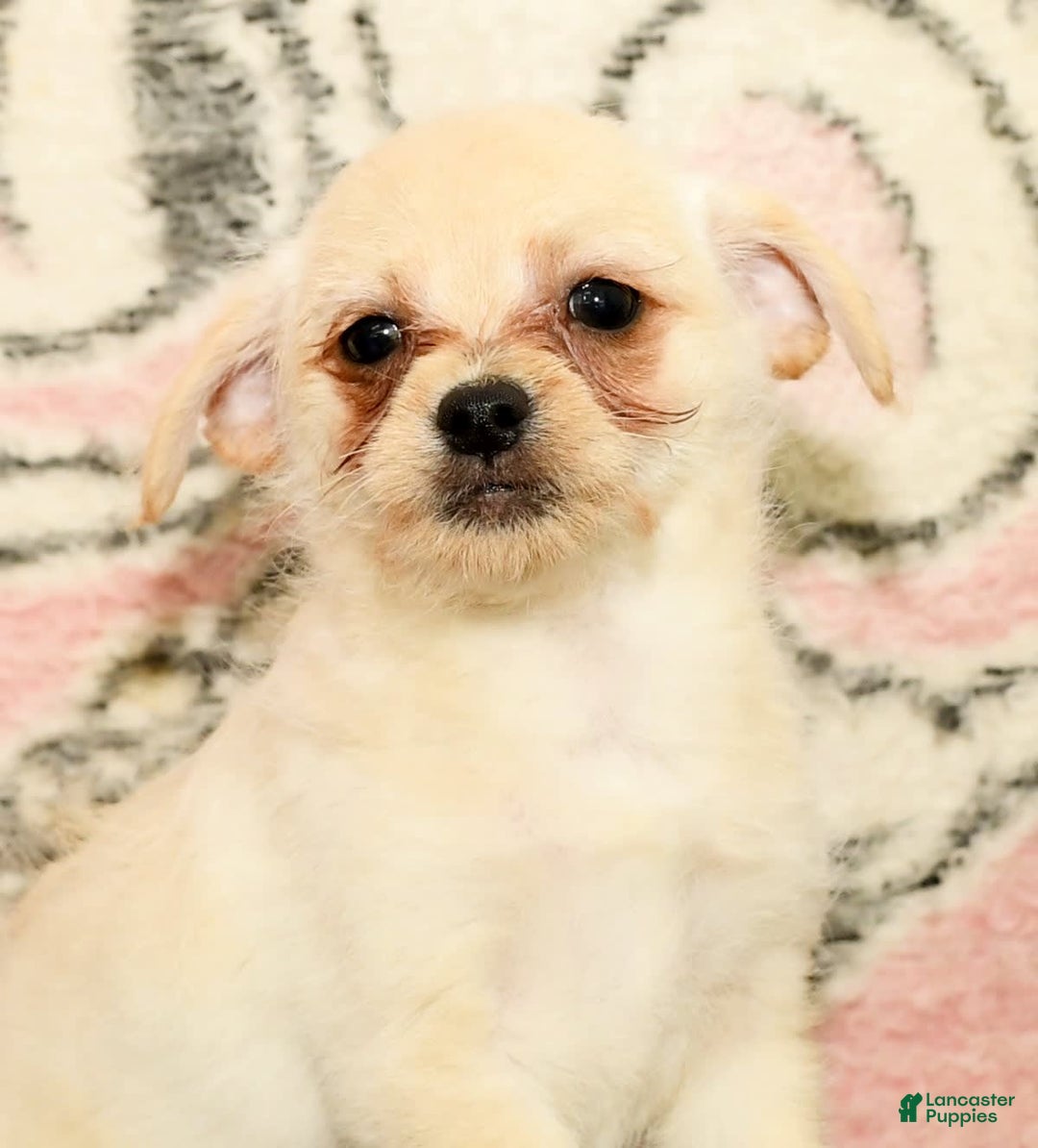 Chihuahua dogs for sale: Chip - Image 5