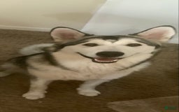 Alaskan Malamute dogs for sale: Kanti - Image 3