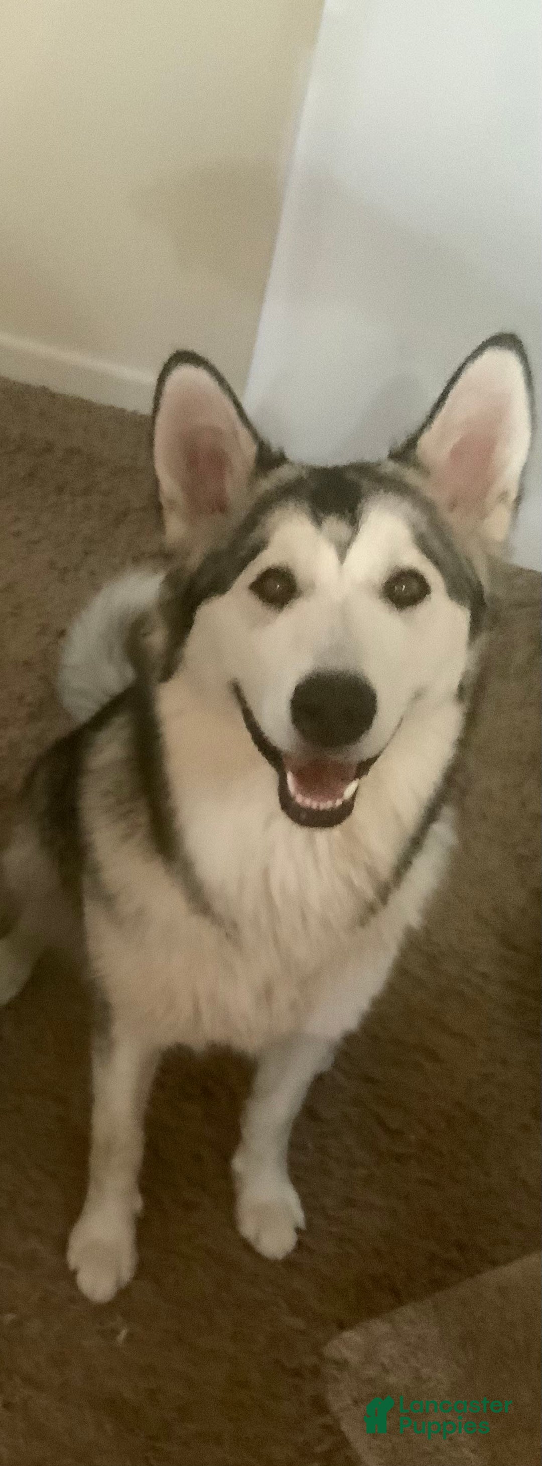 Alaskan Malamute dogs for sale: Kanti - Image 3