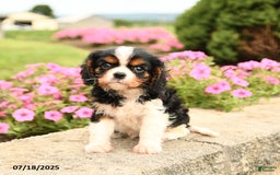 Cavalier King Charles Spaniel dogs for sale: Jack - Image 1