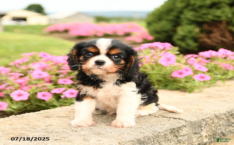 Cavalier King Charles Spaniel dogs for sale - Ad 2