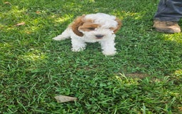 Cavapoo dogs for sale: Cole - Image 2
