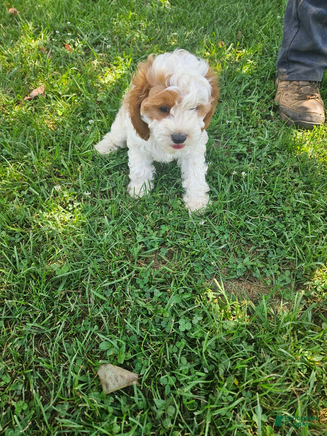 Cavapoo dogs for sale: Cole - Image 2