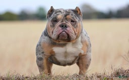 American Bully dogs for sale: Black Merle Female - Image 17