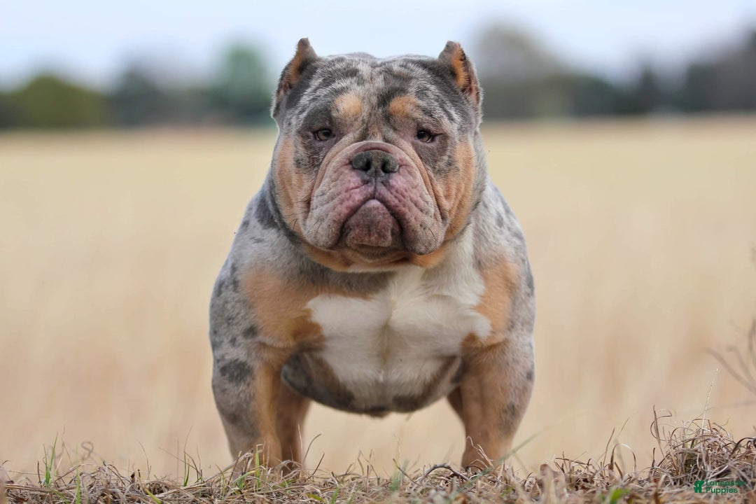 American Bully dogs for sale: Black Merle Female - Image 17
