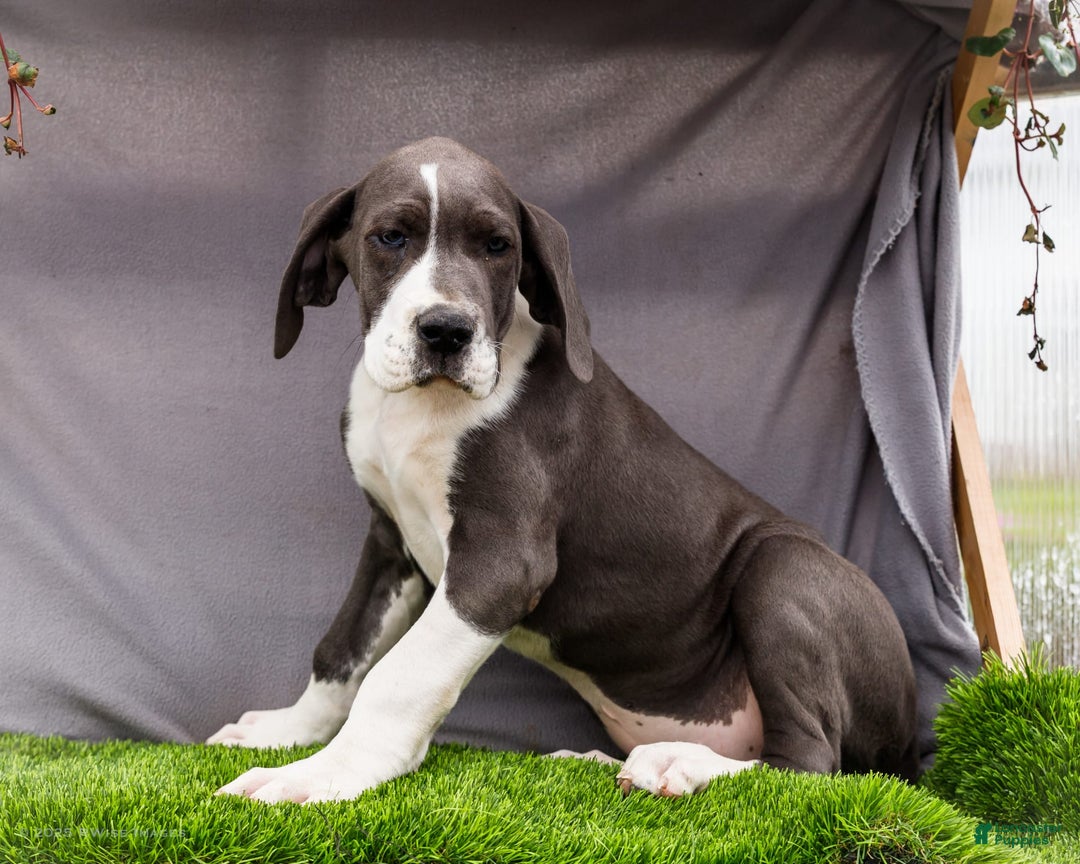 Great Dane dogs for sale: Missy - Image 11