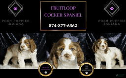 Cocker Spaniel dogs for sale: Fruitloop - Image 5