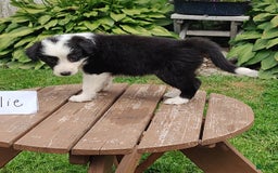 Border Collie dogs for sale: Tillie - Image 4
