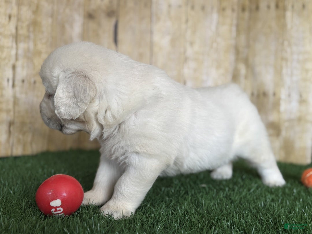 Golden Retriever dogs for sale: Bentley - Image 1