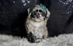 Maltipoo dogs for sale: Howlite - Image 5