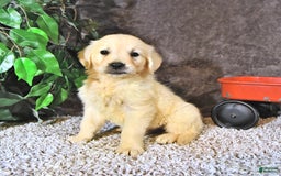 Golden Retriever dogs for sale: Charlie - Image 4