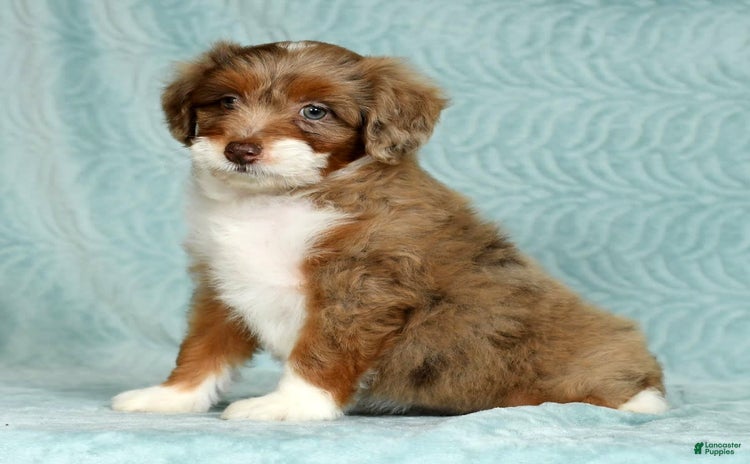 Aussiedoodle dogs - Advert 7