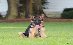German Shepherd dogs for sale: Hazel - Image 8