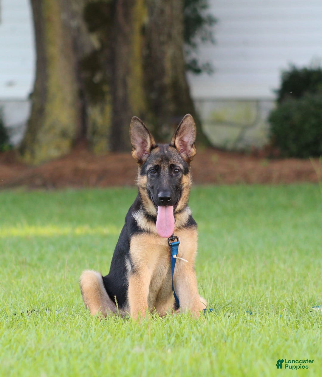 German Shepherd dogs for sale: Hazel - Image 8