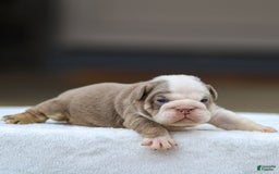 English Bulldog dogs for sale: Tailee - Image 2
