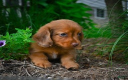 Miniature Dachshund dogs for sale: Sugar - Image 5