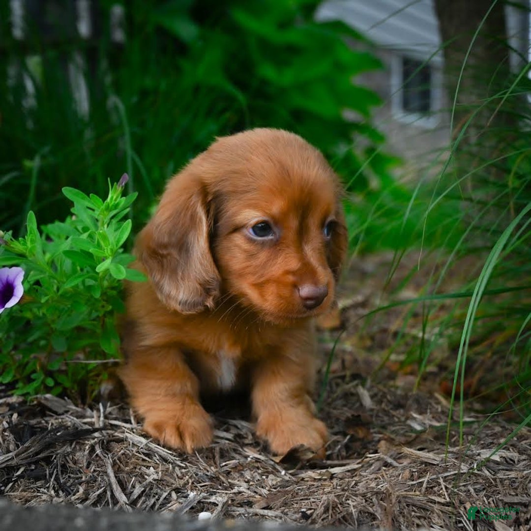 Miniature Dachshund dogs for sale: Sugar - Image 5