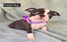 Boston Terrier dogs for sale: Felicity - Image 1