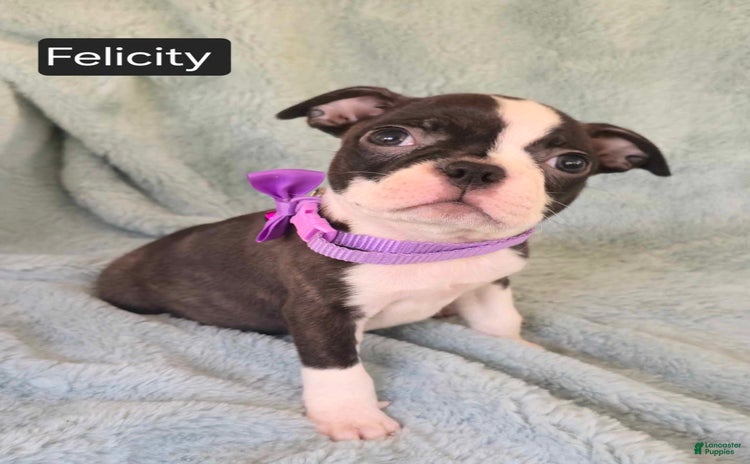 Boston Terrier dogs for sale - Ad 3