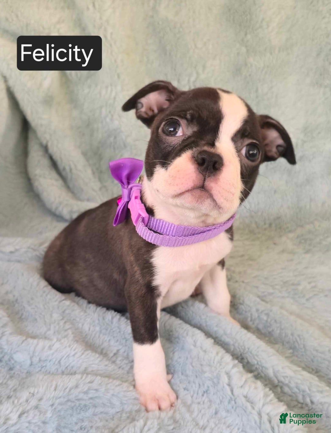 Boston Terrier dogs for sale: Felicity - Image 1