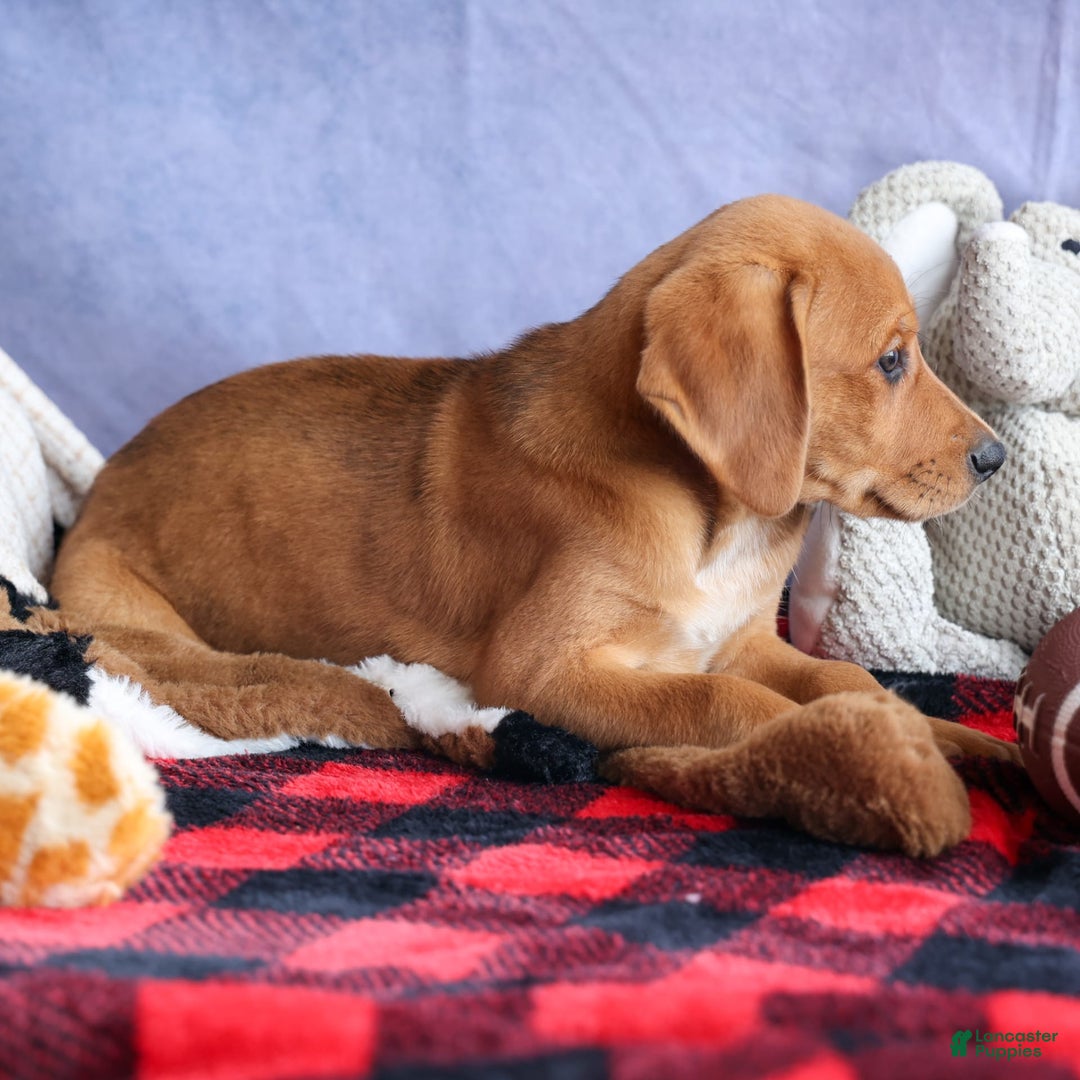 Beagle dogs for sale: Charlie - Image 11