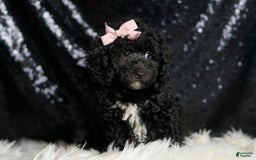 Miniature Poodle dogs for sale: Raven - Image 6