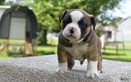 French Bulldog dogs for sale: Bentley mini bulldogge - Image 25