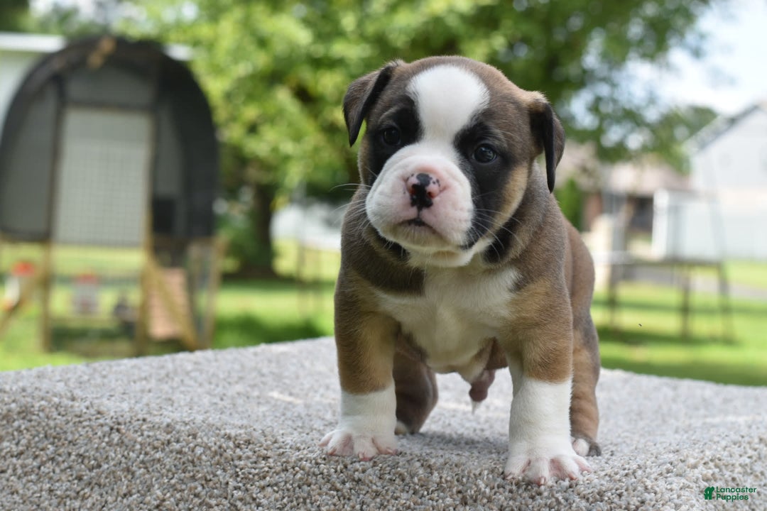 French Bulldog dogs for sale: Bentley mini bulldogge - Image 25