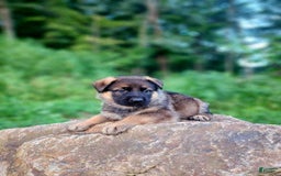 German Shepherd dogs for sale: Kaja - Image 7