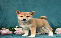Shiba Inu dogs for sale: Elliot - Image 4