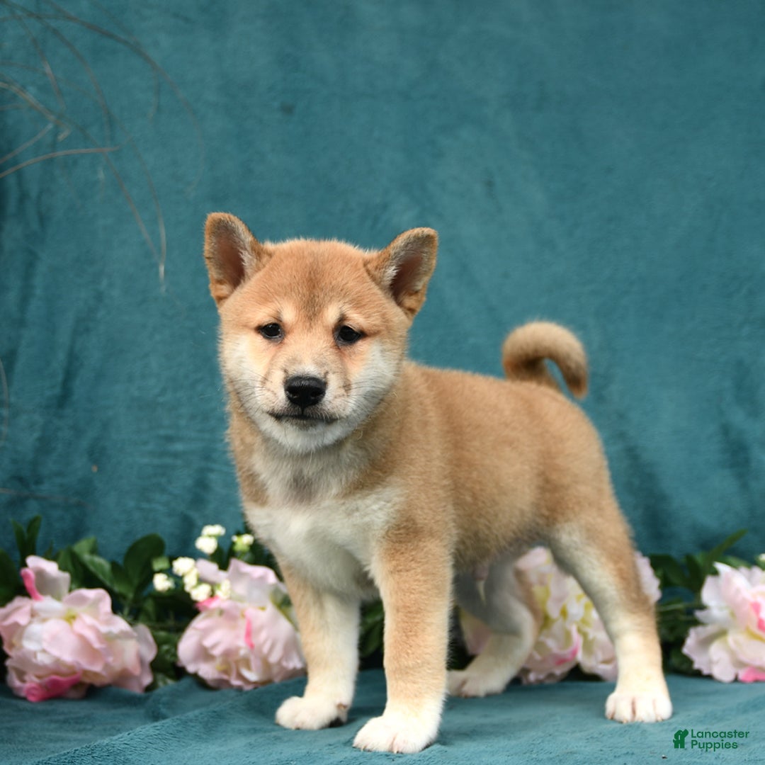 Shiba Inu dogs for sale: Elliot - Image 4