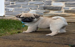 Pug dogs for sale: Bluebell - Image 3