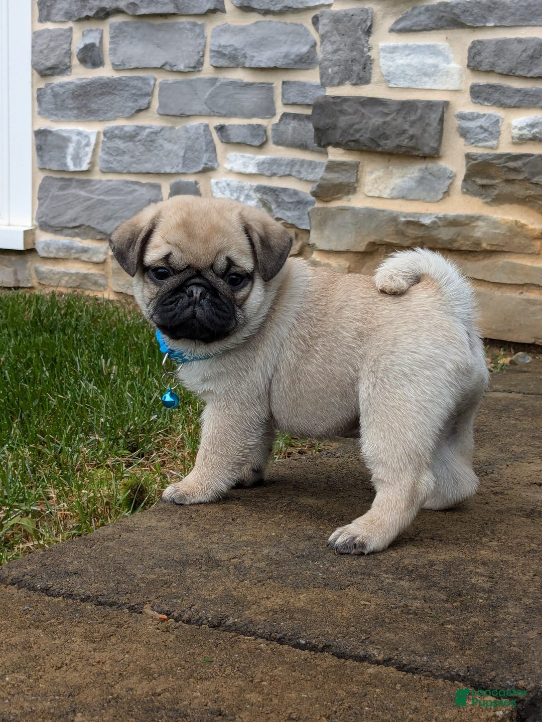 Pug dogs for sale: Bluebell - Image 3