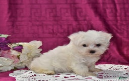 Maltese dogs for sale: Jasper - Image 4
