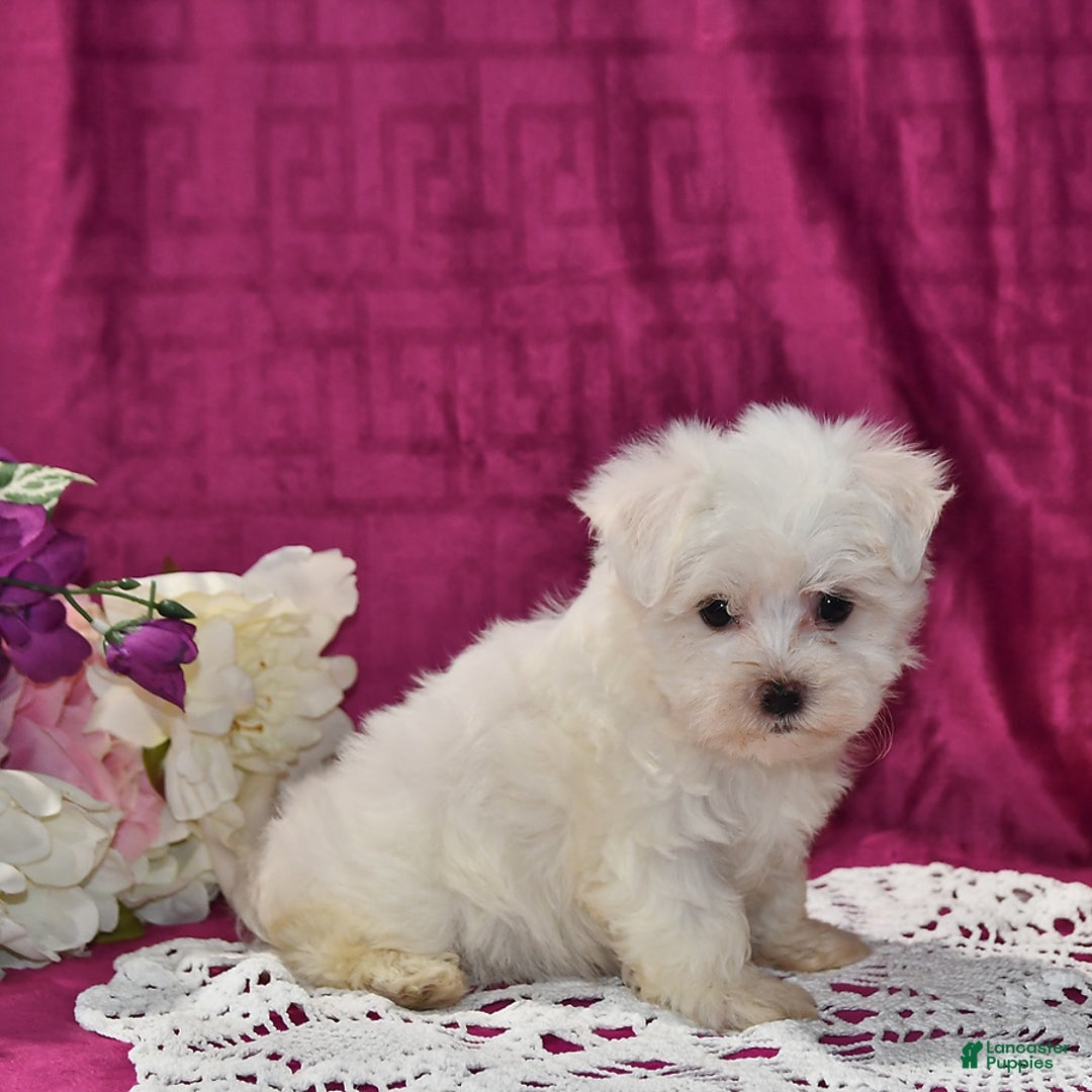 Maltese dogs for sale: Jasper - Image 4