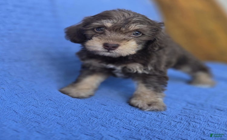 Miniature Schnauzer dogs for sale - Ad 1