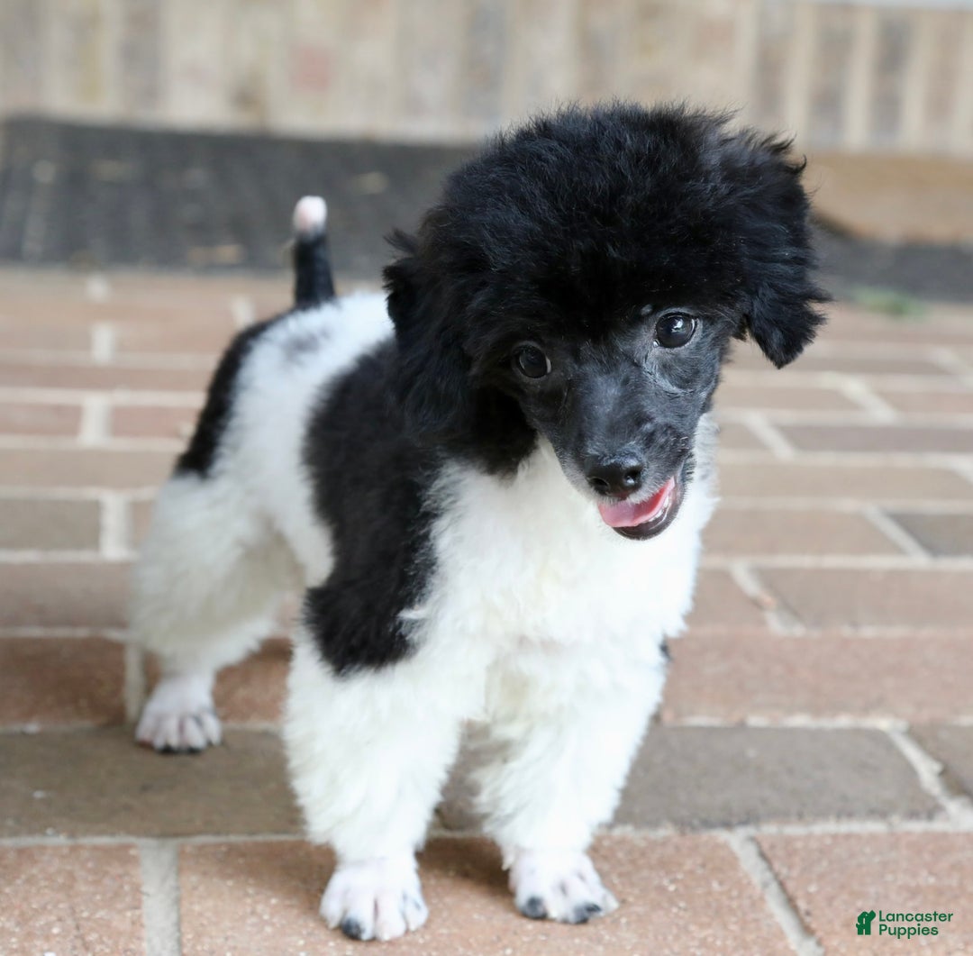 Miniature Poodle dogs for sale: Nugget - Image 19
