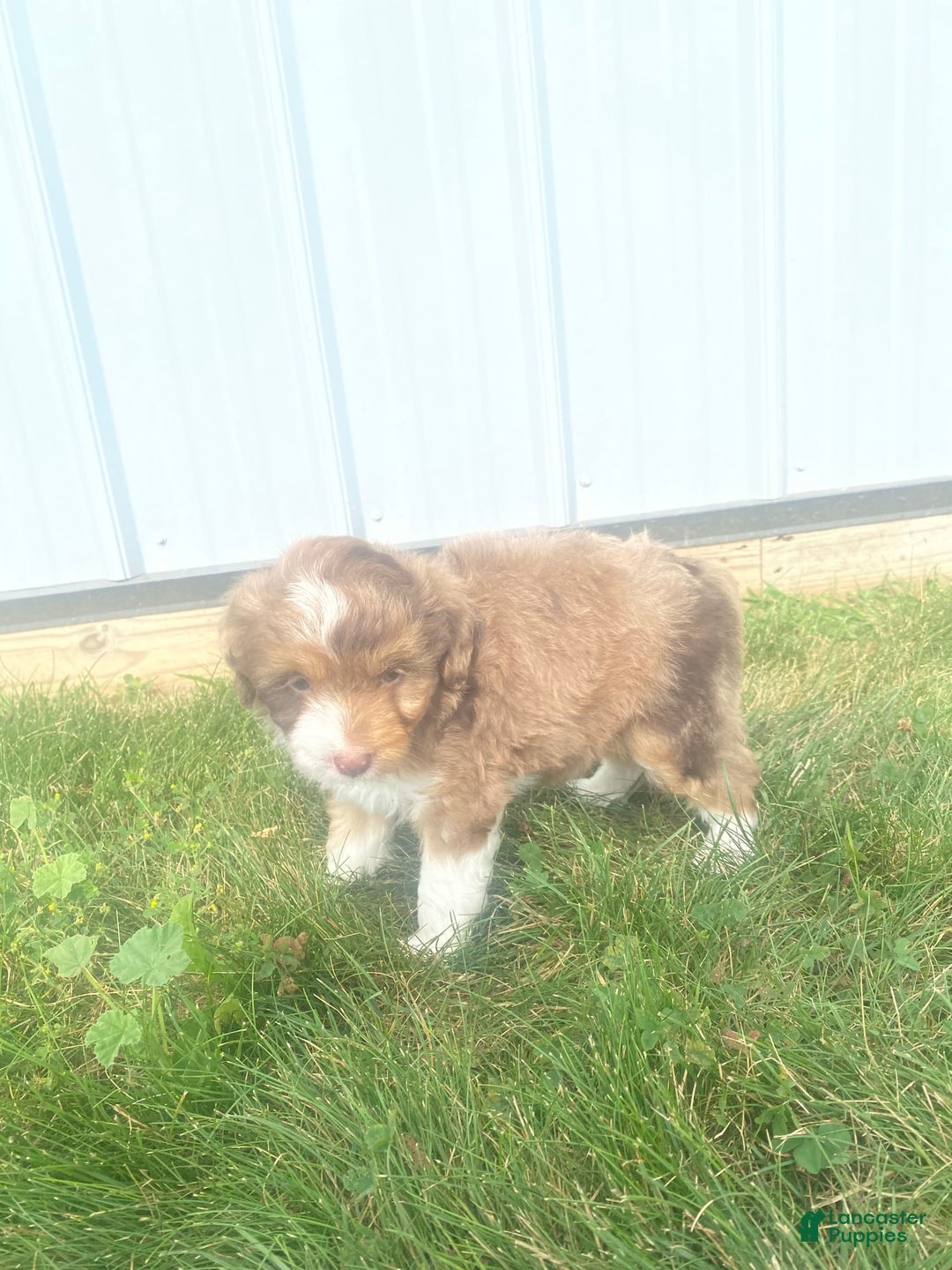 Mini Aussiedoodle dogs for sale: Bandit - Image 13