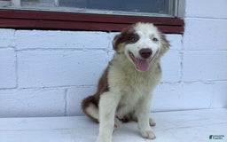 Australian Shepherd dogs for sale: Bentley - Image 6