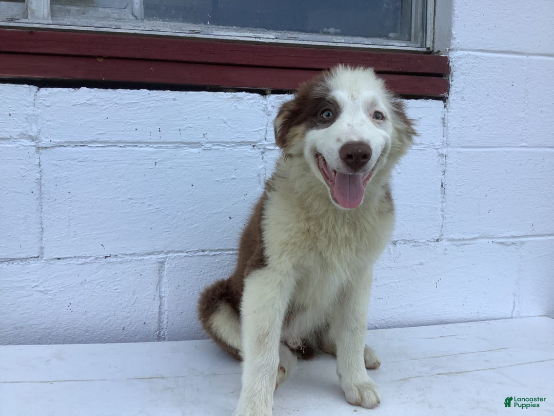 Australian Shepherd dogs for sale: Bentley - Image 6