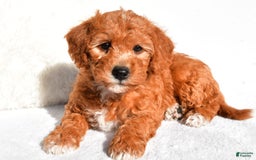  dogs for sale: Rosie - Image 8